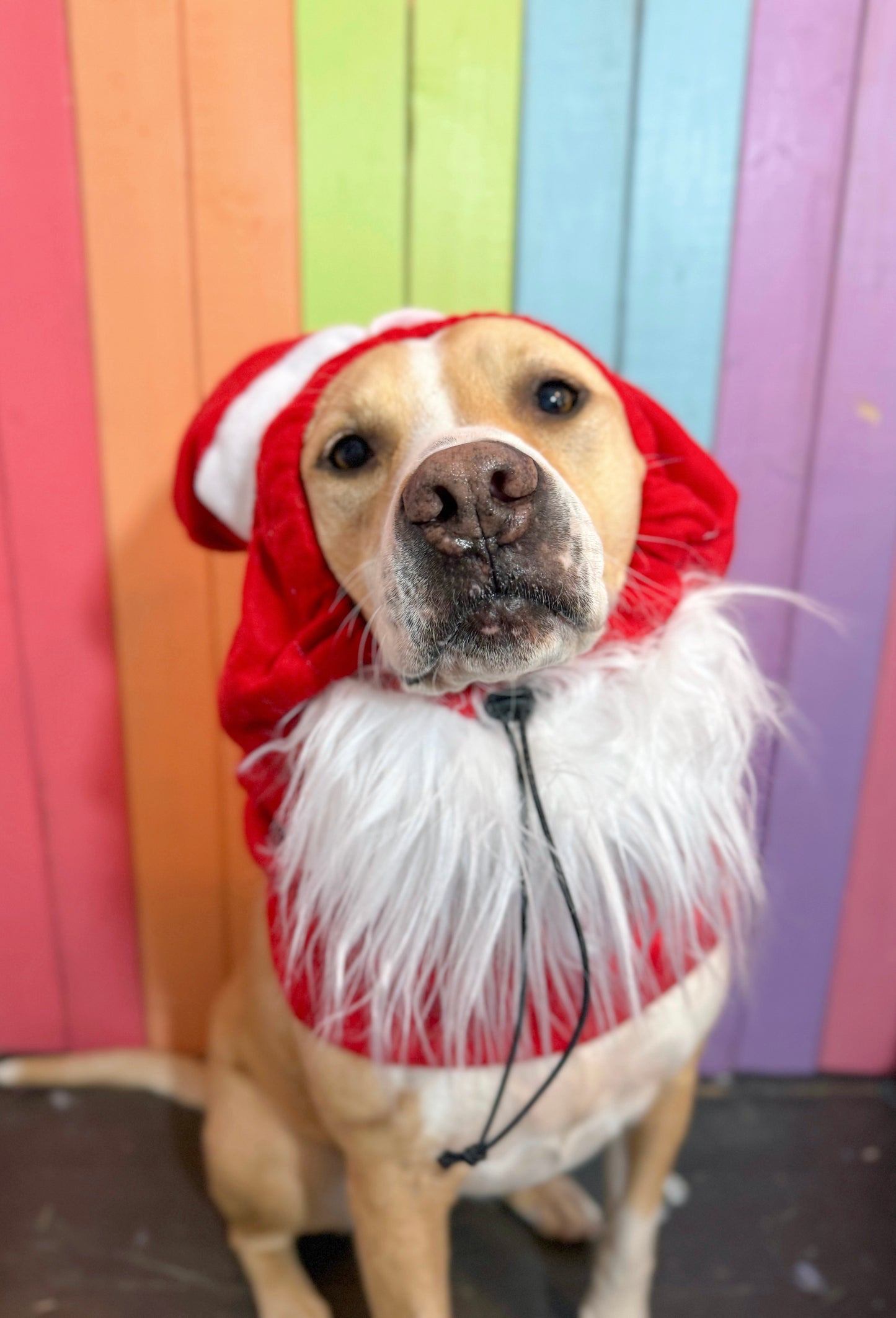 Santa paws adjustable dog zoo snood