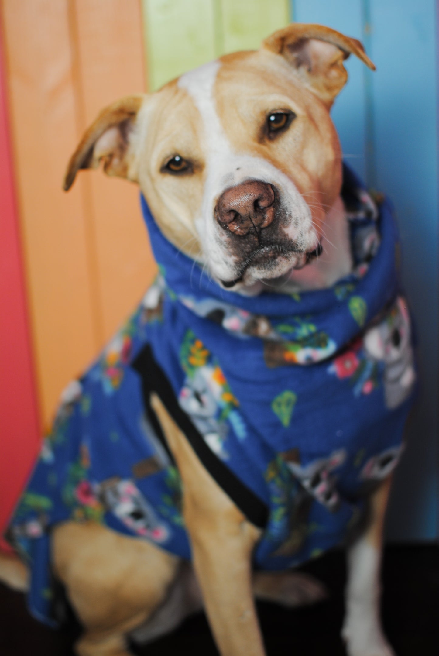 Koala floral print sleeveless dog sweatshirt