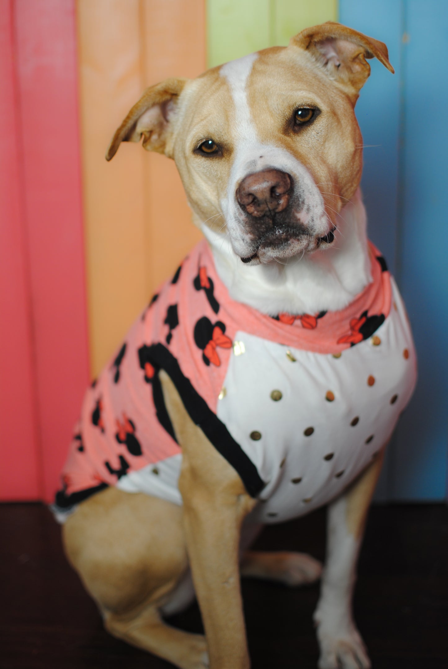 Minnie Mouse dog tank top medium dog pit bull