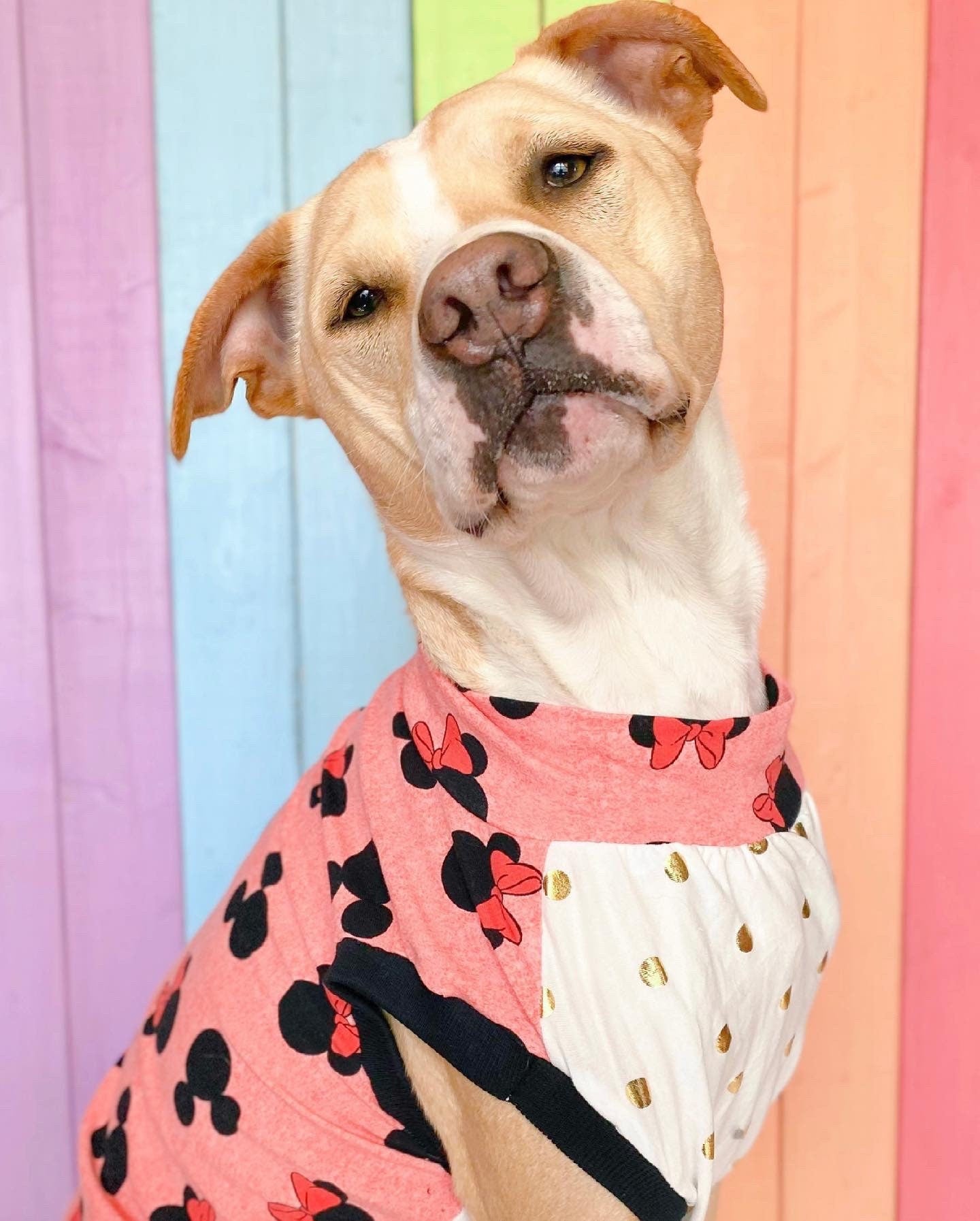 Minnie Mouse dog tank top medium dog pit bull